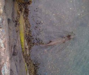 Otter - off the pier at Tobermoray