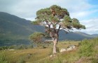 Scots Pine Announced as Scotland’s National Tree