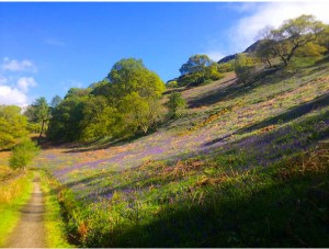 The Bluebell Fields