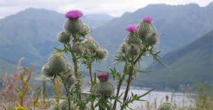 scottish-thistle